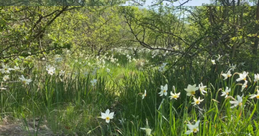 video spectacolul naturii la doar 5 kilometri de targu jiu poiana narciselor a inflorit ce risca cei care rup florile din aria protejata 680dad1796101