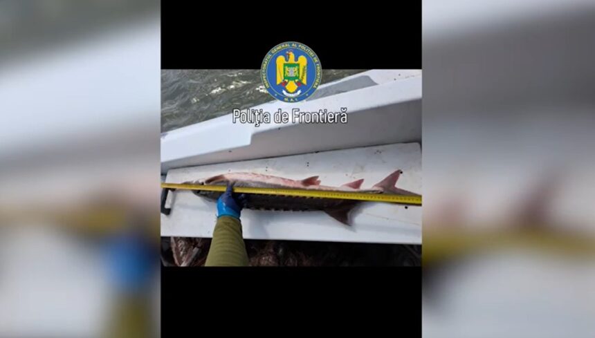 video sturioni si rechini capturati de braconieri eliberati de politistii de frontiera 67f795ed8c030