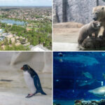 videofoto gradina zoo din ungaria in care traiesc 5 000 de animale mii de romani ii trec anual pragul e o senzatie incredibila 6809b89296085