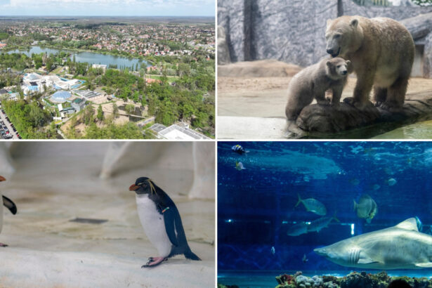 videofoto gradina zoo din ungaria in care traiesc 5 000 de animale mii de romani ii trec anual pragul e o senzatie incredibila 6809b89296085