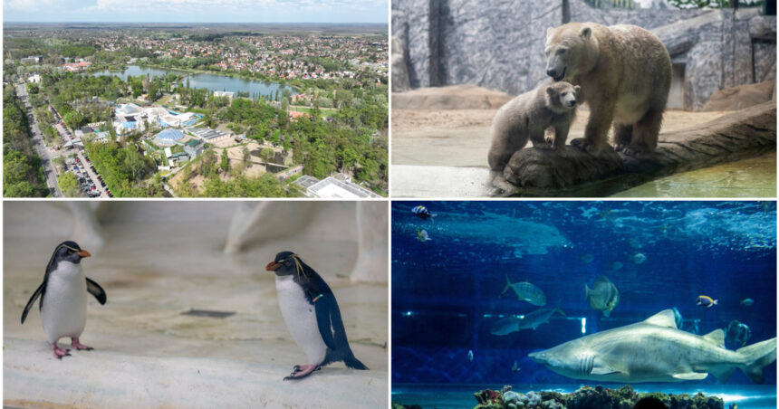 videofoto gradina zoo din ungaria in care traiesc 5 000 de animale mii de romani ii trec anual pragul e o senzatie incredibila 6809b89296085
