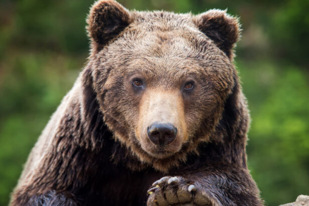 alerta in prahova doi ursi au fost vazuti pe strazile din sinaia si din comuna cornu 68219ac9e9acf