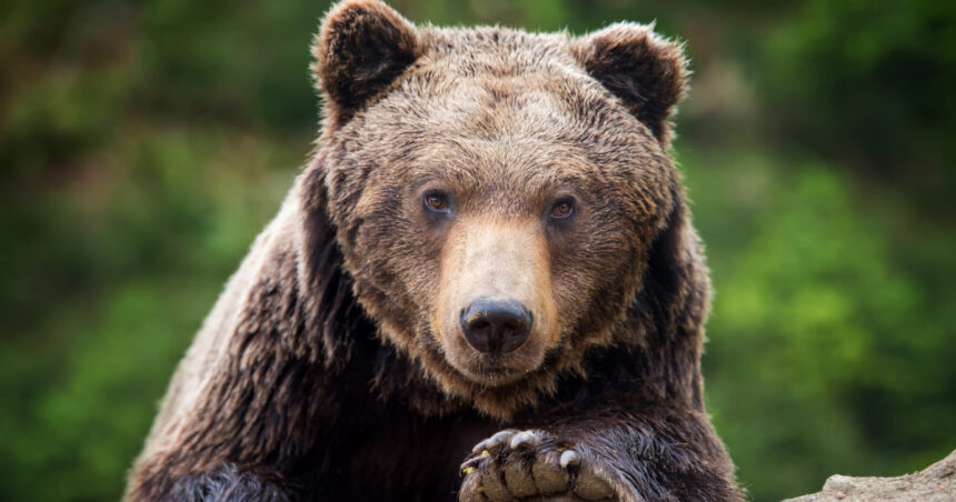 alerta in prahova doi ursi au fost vazuti pe strazile din sinaia si din comuna cornu 68219ac9e9acf