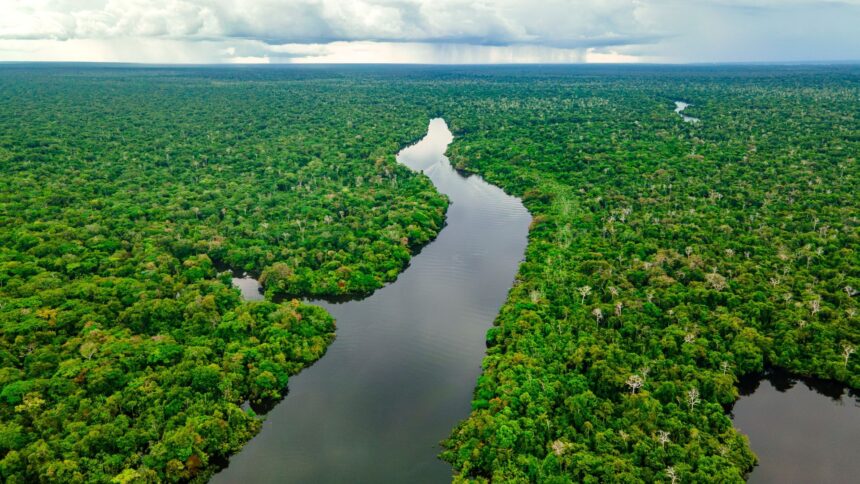 ar putea padurea amazoniana sa supravietuiasca unei secete lungi 682ca2fd4d634