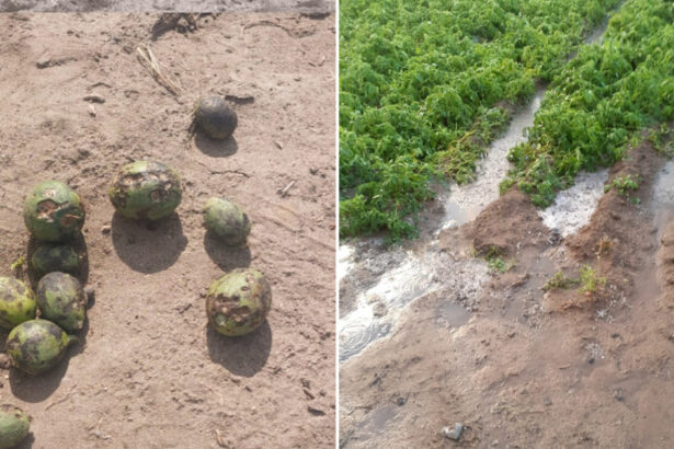 aruncata ce sa facem cu ea grindina a produs ravagii in sudul tarii pepenii de dabuleni mai putini si mai scumpi anul acesta 682424be1f55b