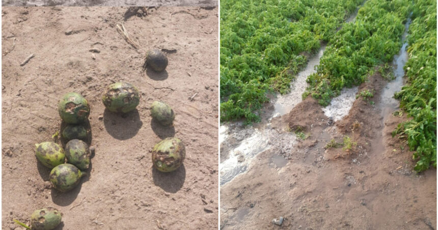 aruncata ce sa facem cu ea grindina a produs ravagii in sudul tarii pepenii de dabuleni mai putini si mai scumpi anul acesta 682424be1f55b