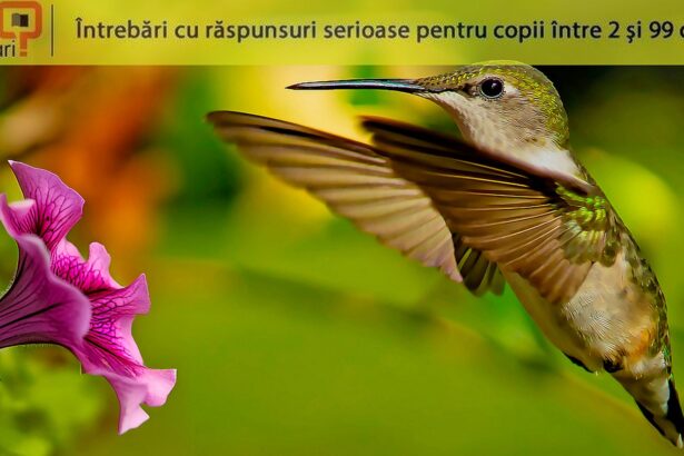 care este singura specie de pasare care poate zbura in sens invers 6831daf423fba