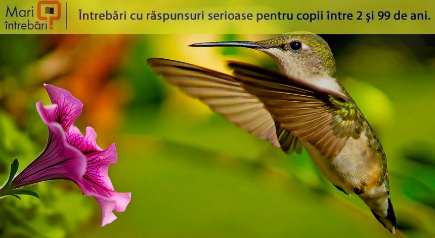 care este singura specie de pasare care poate zbura in sens invers 6831daf423fba