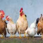 cel mai mare exportator mondial de carne de pasare nu mai poate exporta catre uniunea europeana din cauza gripei aviare 682b2e2ae0765