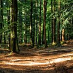 cel mai mare volum de masa lemnoasa s a recoltat anul trecut in regiunea nord est aproape o treime din total 68395dbbd712d