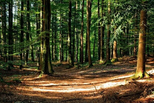 cel mai mare volum de masa lemnoasa s a recoltat anul trecut in regiunea nord est aproape o treime din total 68395dbbd712d