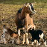 europa se confrunta cu cea mai grava epidemie de febra aftoasa de la inceputul secolului 6818b58810441