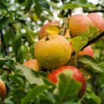 foto centru de colectare legume fructe pentru sprijinirea micilor producatori in timis marfa va fi preluata de supermarketuri 6818b2279630a
