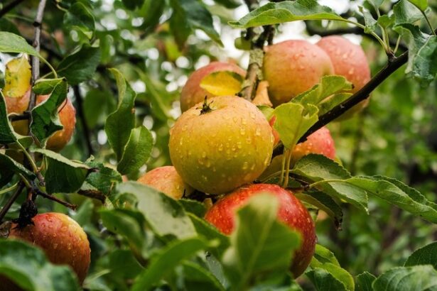 foto centru de colectare legume fructe pentru sprijinirea micilor producatori in timis marfa va fi preluata de supermarketuri 6818b2279630a
