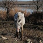 galerie foto caii abandonati pe camp la techirghiol in 2021 au fost returnati proprietarilor lor insa acestia vor despagubiri de peste 300 000 de euro 68258928b29c8