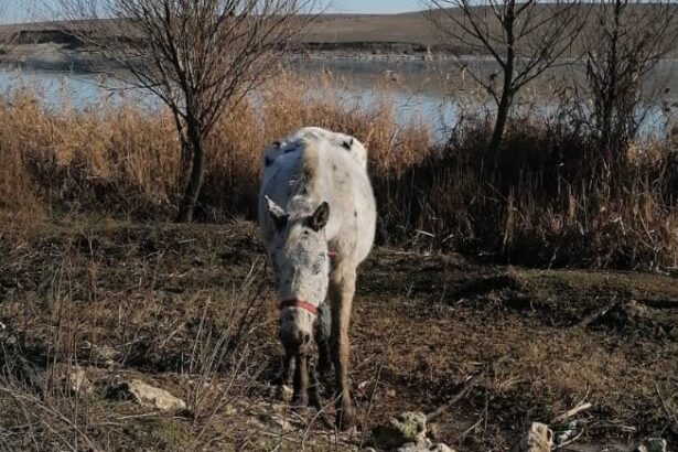 galerie foto caii abandonati pe camp la techirghiol in 2021 au fost returnati proprietarilor lor insa acestia vor despagubiri de peste 300 000 de euro 68258928b29c8