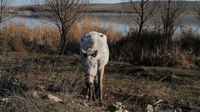 galerie foto caii abandonati pe camp la techirghiol in 2021 au fost returnati proprietarilor lor insa acestia vor despagubiri de peste 300 000 de euro 68258928b29c8