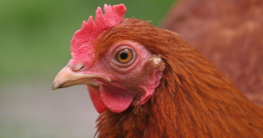 inchirierea unei gaini noua gaselnita a americanilor dupa explozia preturilor la oua 6814bf9703ec7