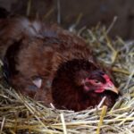 inchirierea unei gaini noua moda pentru a lupta impotriva exploziei preturilor la oua in sua 6815ac9ecbf7c