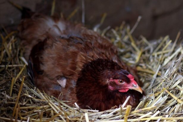 inchirierea unei gaini noua moda pentru a lupta impotriva exploziei preturilor la oua in sua 6815ac9ecbf7c