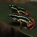 o bijuterie ascunsa a amazonului cercetatorii au descoperit o specie adorabila de broasca 68176fa195f5d
