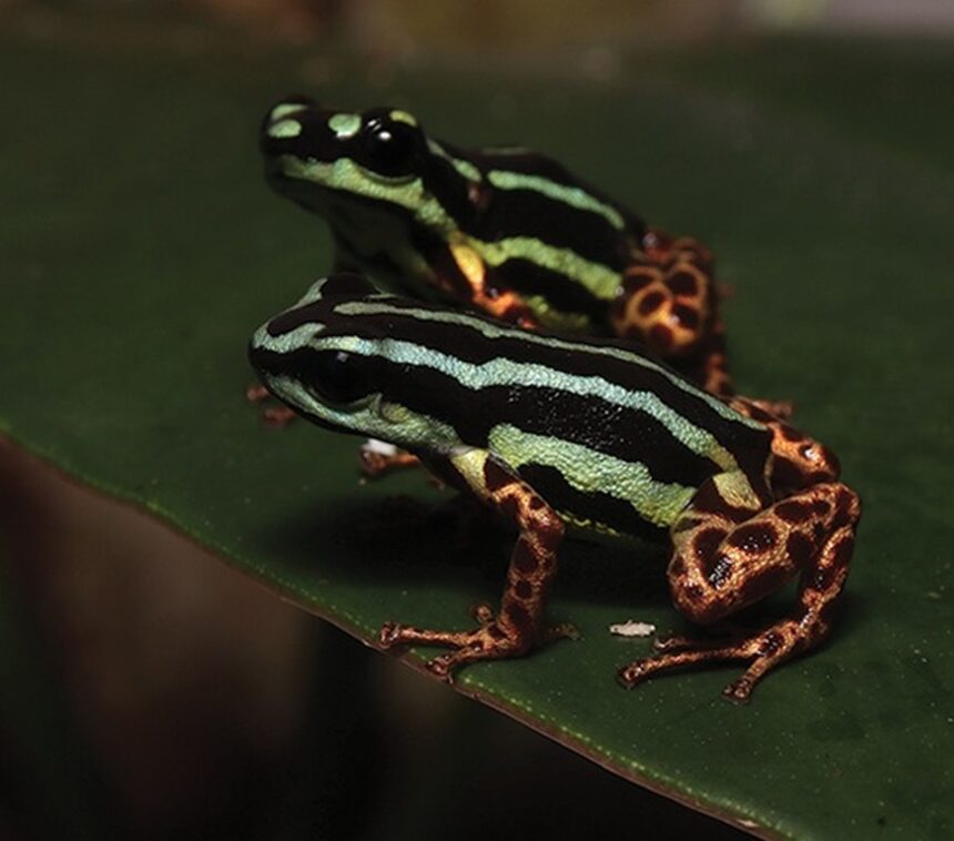 o bijuterie ascunsa a amazonului cercetatorii au descoperit o specie adorabila de broasca 68176fa195f5d