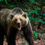 o femeie a fost muscata de urs pe transfagarasan a fost emis mesaj ro alert 6836ffd58b8f5
