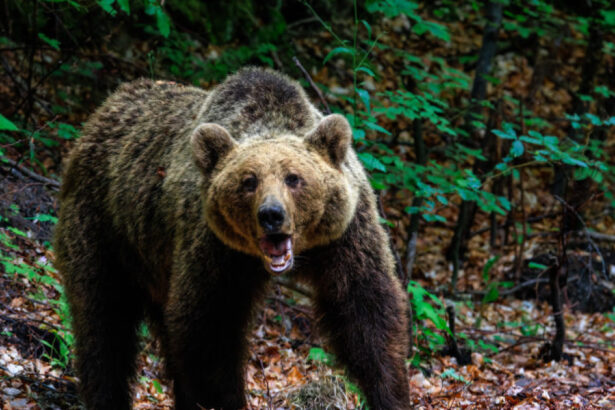 o femeie a fost muscata de urs pe transfagarasan a fost emis mesaj ro alert 6836ffd58b8f5