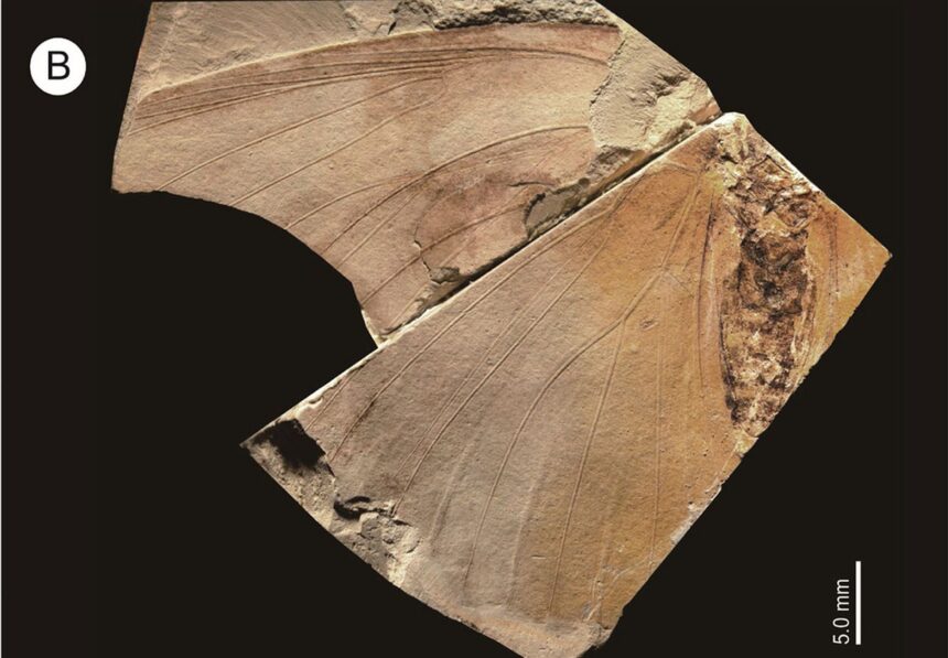 o fosila veche de 26 milioane de ani din japonia a dezvaluit o specie extrem de rara 6821a050aa3b8