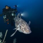 o fosila vie a fost fotografiata in salbaticie pentru prima data 6831db09188ec