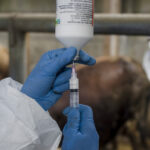 onu avertizeaza europa se confrunta cu cea mai grava epidemie de febra aftoasa de la inceputul secolului 682113dcade26