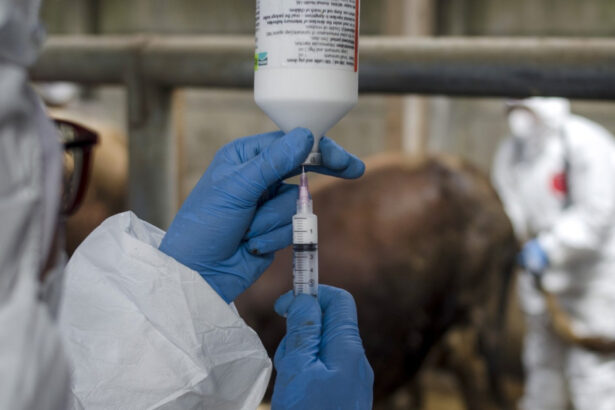 onu avertizeaza europa se confrunta cu cea mai grava epidemie de febra aftoasa de la inceputul secolului 682113dcade26