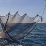 organizatiile de mediu cer masuri urgente pentru protejarea oceanelor pactul ue criticat pentru lipsa de actiuni concrete 68237be4279e6