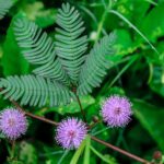 plantele simt durerea stiinta surprinzatoare a perceptiei plantelor 681b86d2ae496