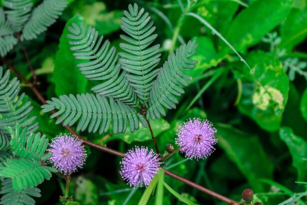 plantele simt durerea stiinta surprinzatoare a perceptiei plantelor 681b86d2ae496