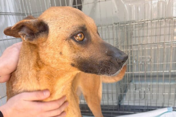 poveste impresionanta la adapostul animale abandonate din constanta o mamica ramasa cu un singur ochi a plecat catre o viata noua dupa ce si a vazut mai intai puii adoptati 6823095cac3df