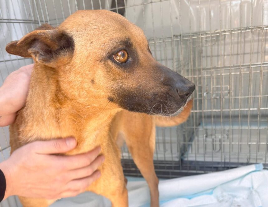 poveste impresionanta la adapostul animale abandonate din constanta o mamica ramasa cu un singur ochi a plecat catre o viata noua dupa ce si a vazut mai intai puii adoptati 6823095cac3df