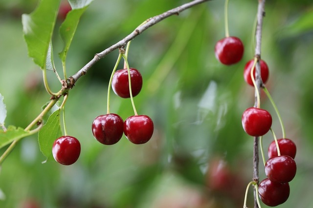 pretul cireselor a ajuns la cote absurde 681cfae5c7761