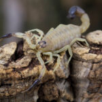 scorpionii invadeaza orasele din brazilia pericol alimentat de urbanizare si schimbari climatice 6827bf6e88b83