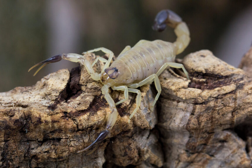 scorpionii invadeaza orasele din brazilia pericol alimentat de urbanizare si schimbari climatice 6827bf6e88b83