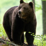 trei mesaje ro alert emise de autoritatile din prahova dupa aparitia unor ursi in sinaia si cornu 6827630089994