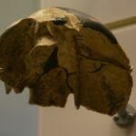 un craniu vechi de 300 000 de ani nu se potriveste cu nicio specie umana 6839bdb8b577a