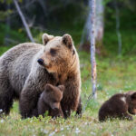 un urs a fost vazut in orasul medias locuitorii alertati prin ro alert 683ace01527f5