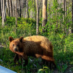 video baloo de romania cum a fost surprins un urs de catre camerele de supraveghere montate intr o padure 6824a3623b620