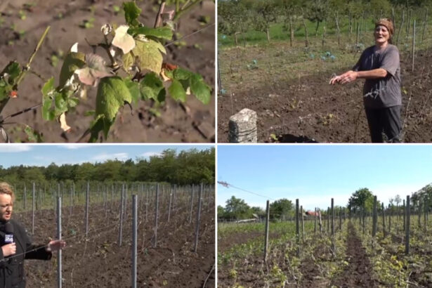 video culturile viticole distruse de grindina cum arata plantatiile de vita de vie dupa ploaia cu gheata care a lovit sudul romaniei 6837fa180fade