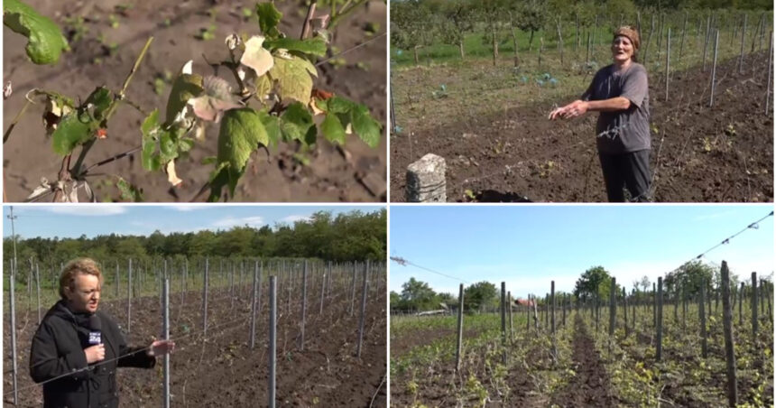 video culturile viticole distruse de grindina cum arata plantatiile de vita de vie dupa ploaia cu gheata care a lovit sudul romaniei 6837fa180fade