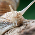 video sunt cu sutele nu doar unu doi invazie de melci dupa ploaie oameni disperati dupa ce s au trezit cu gradinile distruse 6831eeef28e0a