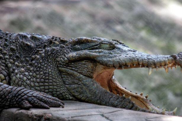 video un avion a aterizat de urgenta in bolivia supravietuitorii au ramas blocati intr o mlastina plina cu crocodili 6815f92c895e3