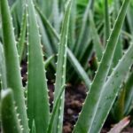 viticultorii francezi planeaza aloe vera in locul vitei de vie pentru a se adapta la seceta 682ad29ede454