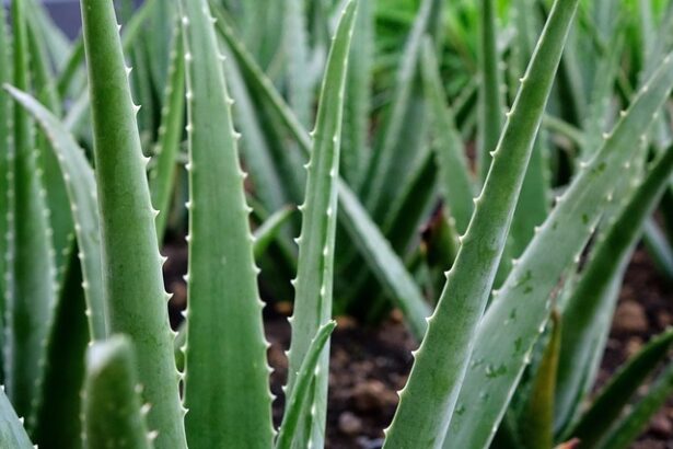 viticultorii francezi planeaza aloe vera in locul vitei de vie pentru a se adapta la seceta 682ad29ede454